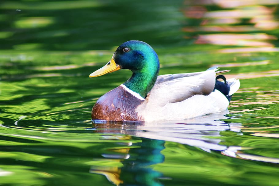 duck, lake, water, animal, nature, bird, swim, alone, portrait