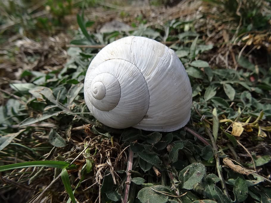 shell, white, nature, snail, slowly, animal shell, animal wildlife HD wallpaper