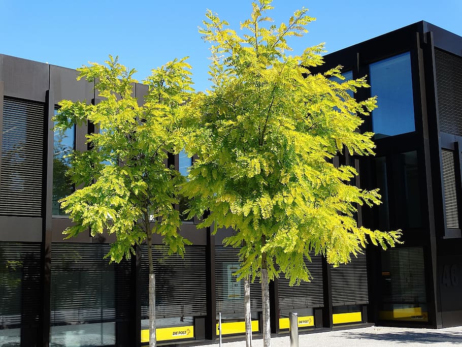 Green, Tree, Building, Architecture, black, blue sky, leaves HD wallpaper