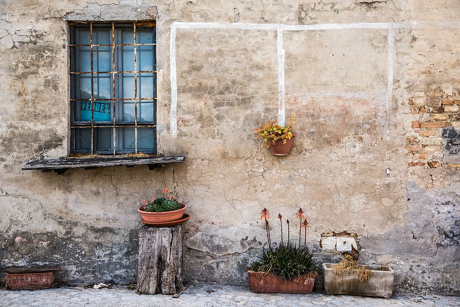 green leafed plants in front of concrete wall, green leafed potted plant under the window HD wallpaper