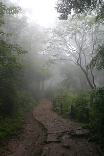 fog, forest, enchanted forest, path, tree, plant, tranquility HD wallpaper