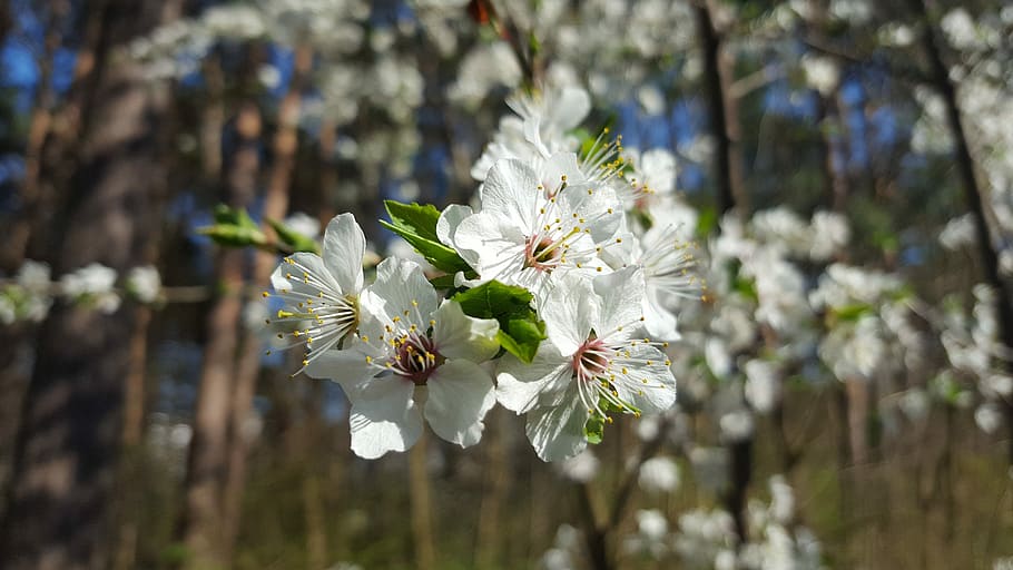 Blossom, Bloom, Spring, Tree, forest, flower, growth, fragility HD wallpaper