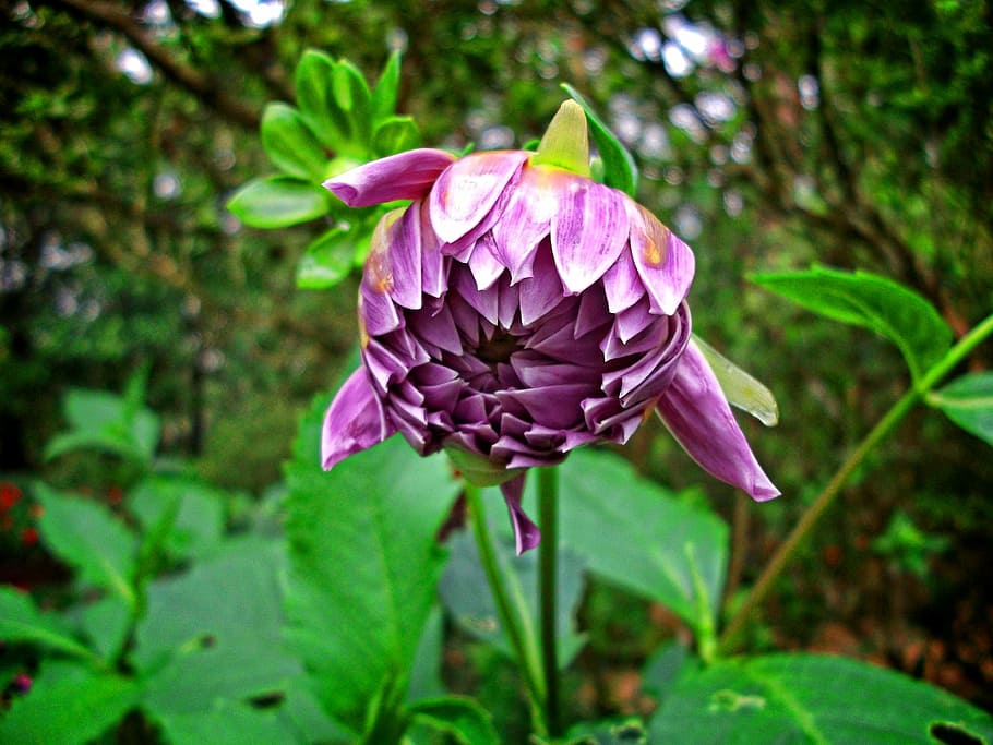 thailand, phayao, asia, plant, vulnerability, flower, flowering plant, HD wallpaper