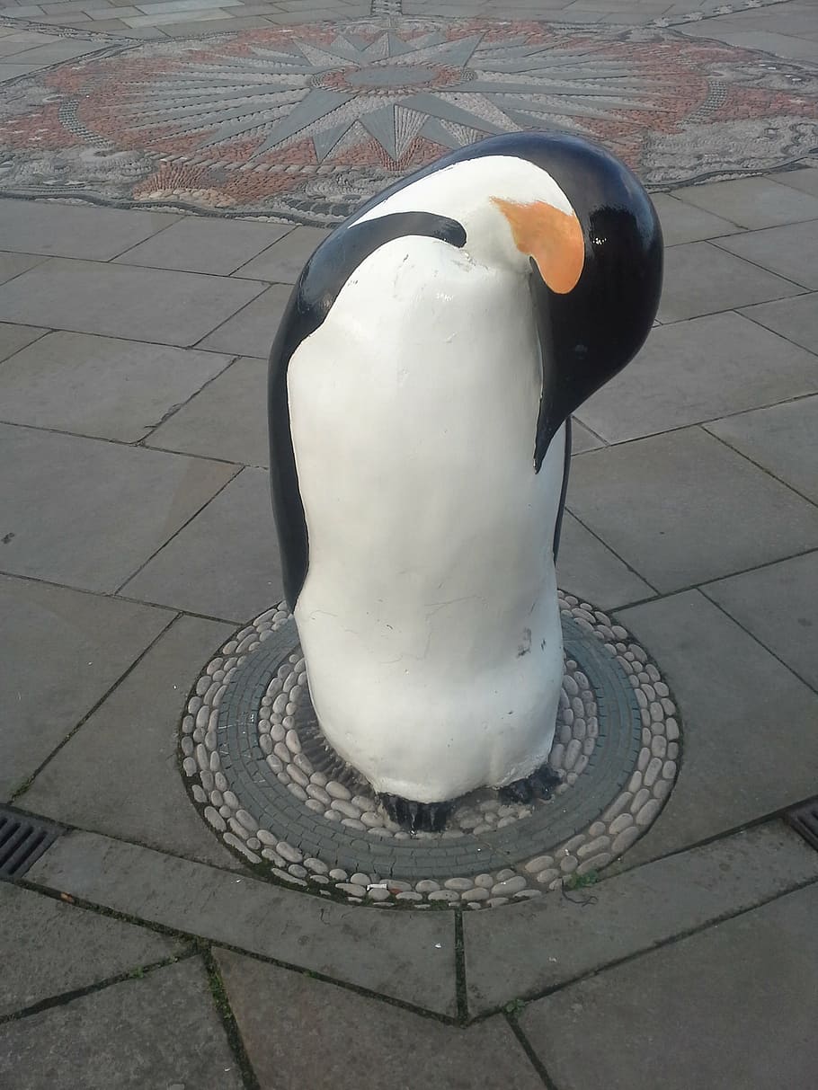 penguin, dundee, cold, bird, animals in the wild, animal themes HD wallpaper