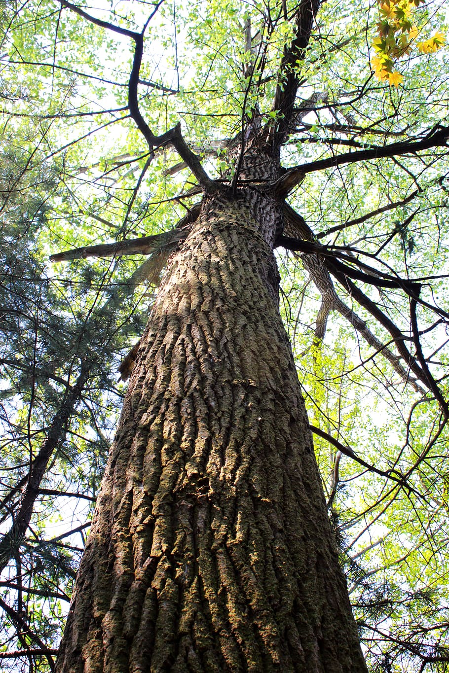 Tall wood. Дерево с высоким стволом. Высокие листопадные деревья Геленджик. Сосна с голым стволом. Дерево с высоким голым стволом.