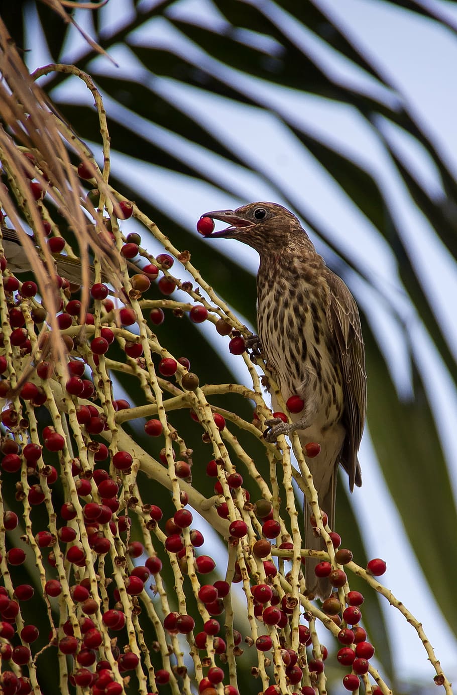 figbird, sphecotheres vieilloti, striped, brown, beak, feeding, HD wallpaper