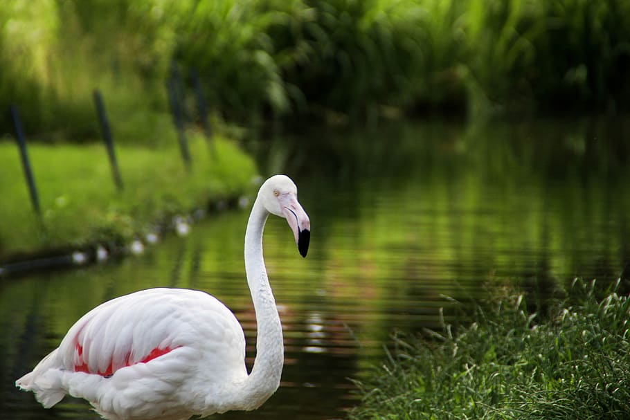 nature, puddle, lake, waters, animal world, bird, summer, flamingo HD wallpaper