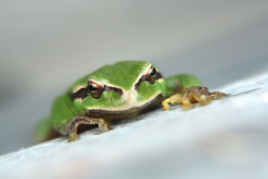 Green Frog, Stick, Closeup, nature, beast, of course, animal themes HD wallpaper