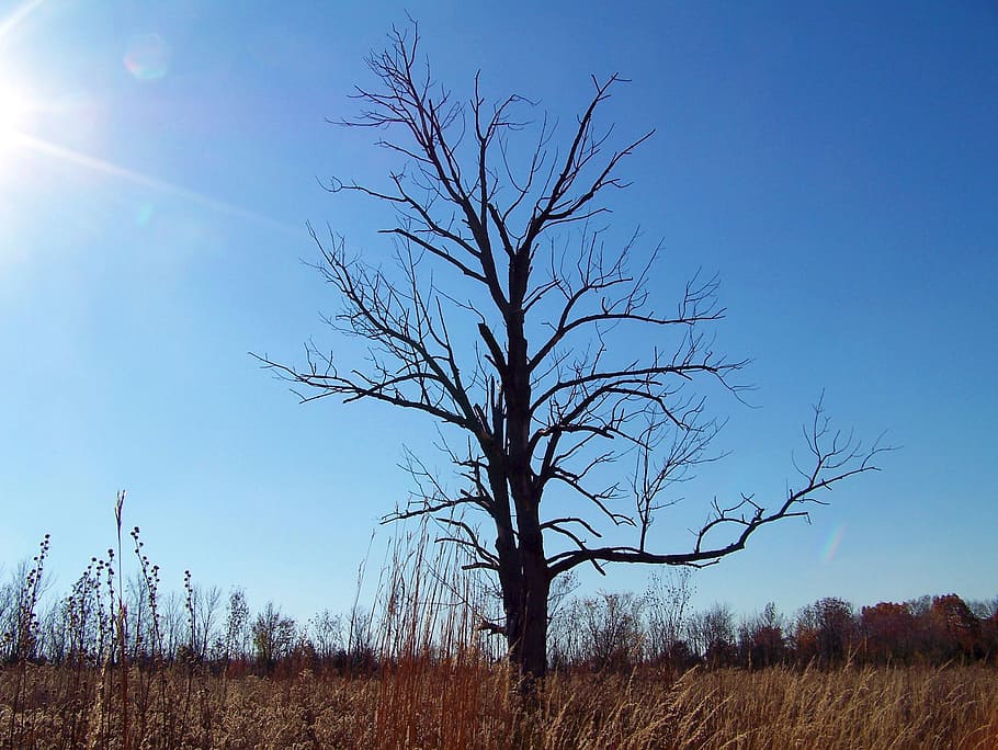 Dead, Tree, Field, Nature, Weeds, Autumn, fall, sky, outdoors HD wallpaper