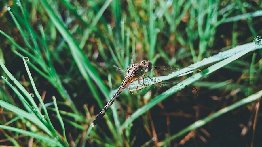 Dragonfly on Grass Leaf, close-up, dew, dragonfly wing, environment HD wallpaper