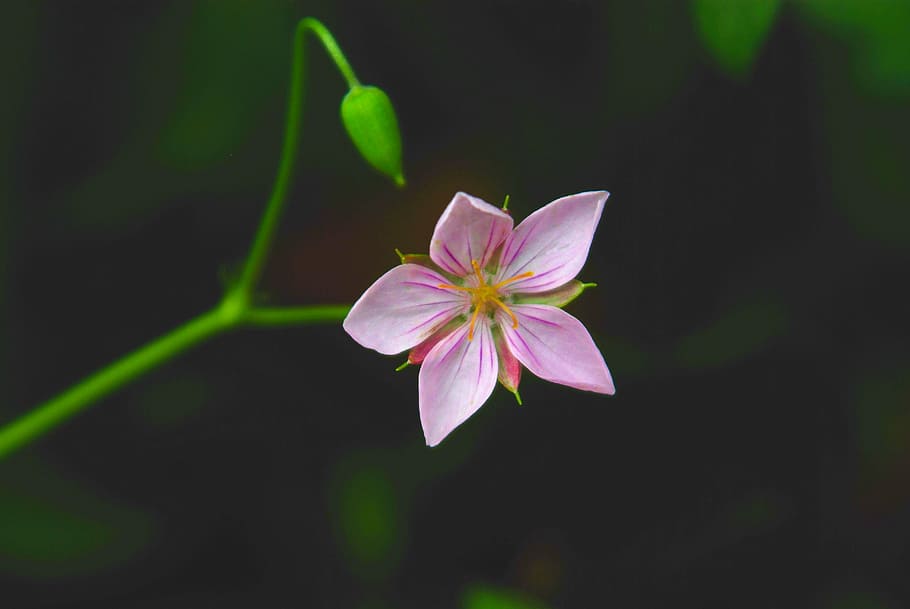 pink 5-petaled flower, nature, flowers, plants, leaf, wildflower HD wallpaper