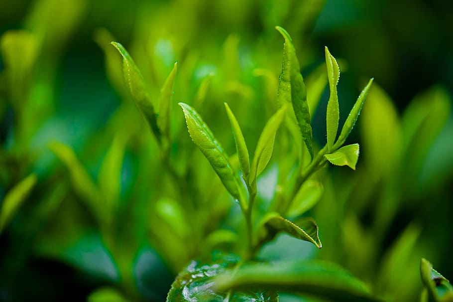 selective focus photo of green leafed plant, tea, green tea HD wallpaper