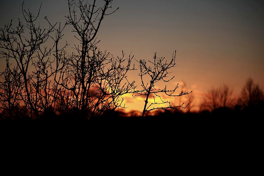 sunset, twilight, evening, sky, the sun, tree, last light, silhouettes of trees HD wallpaper