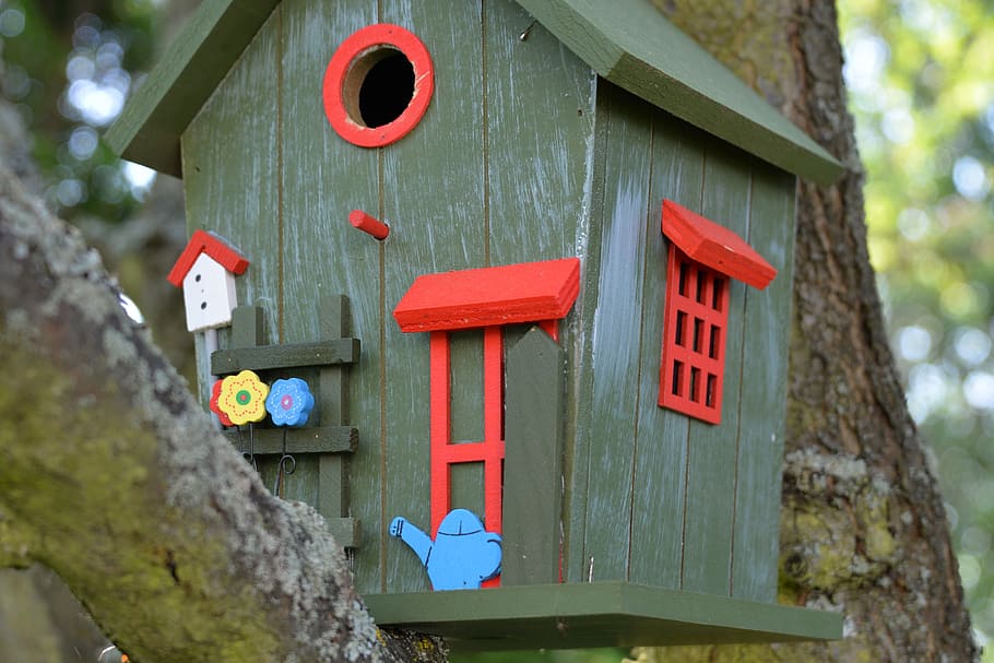 aviary, colorful, bird feeder, tinker, feeding, beautiful, nest, HD wallpaper