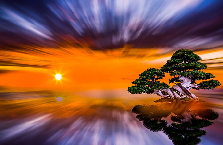 green tree illustration, sunset, himmel, all, nature, panoramic HD wallpaper