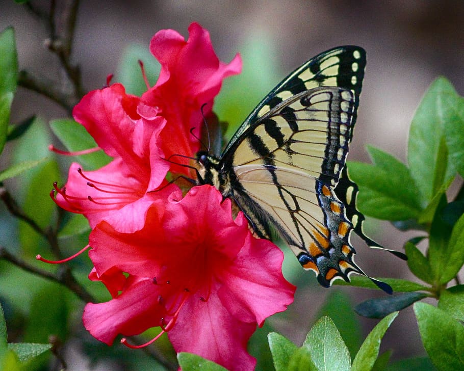 tiger swallowtail butterfly perched on pink flower, yellow, old world, HD wallpaper