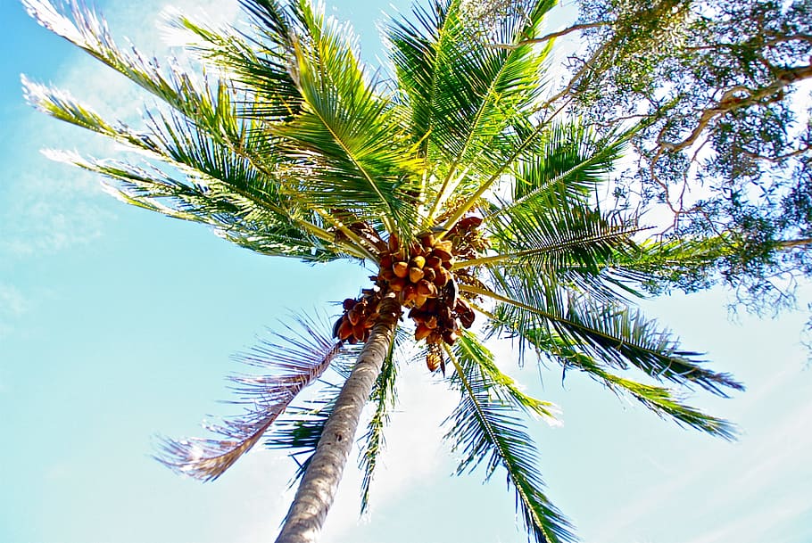 coconut tree during daytime, vacations, tropical, palm, nature HD wallpaper