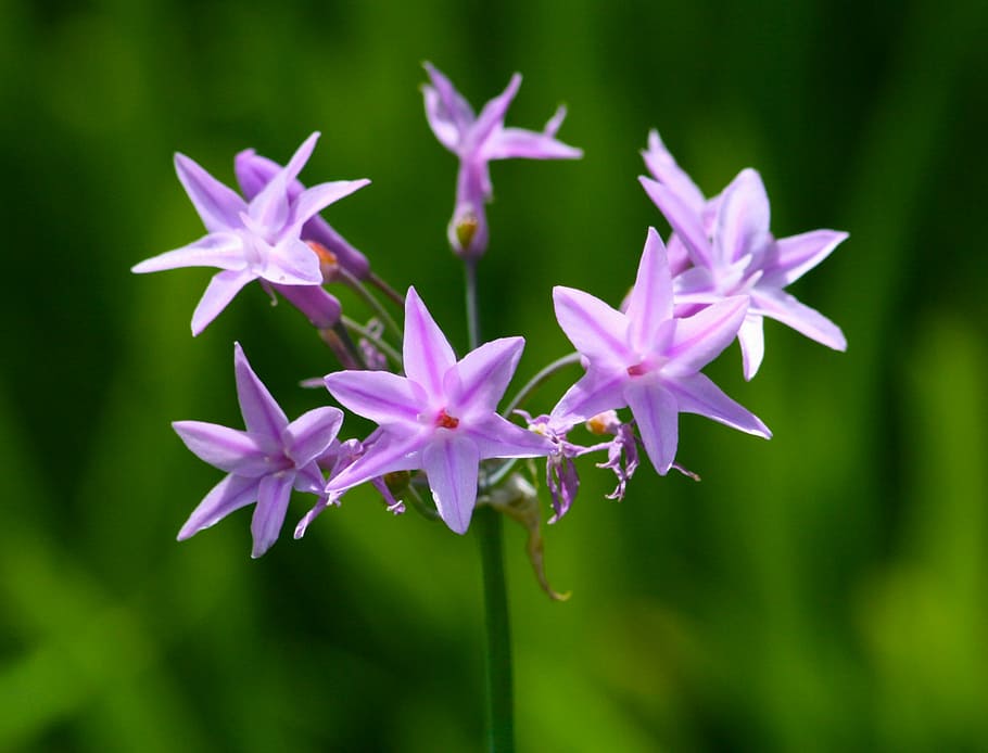 flowers, spring, purple, summer, spring flower, green, nature HD wallpaper