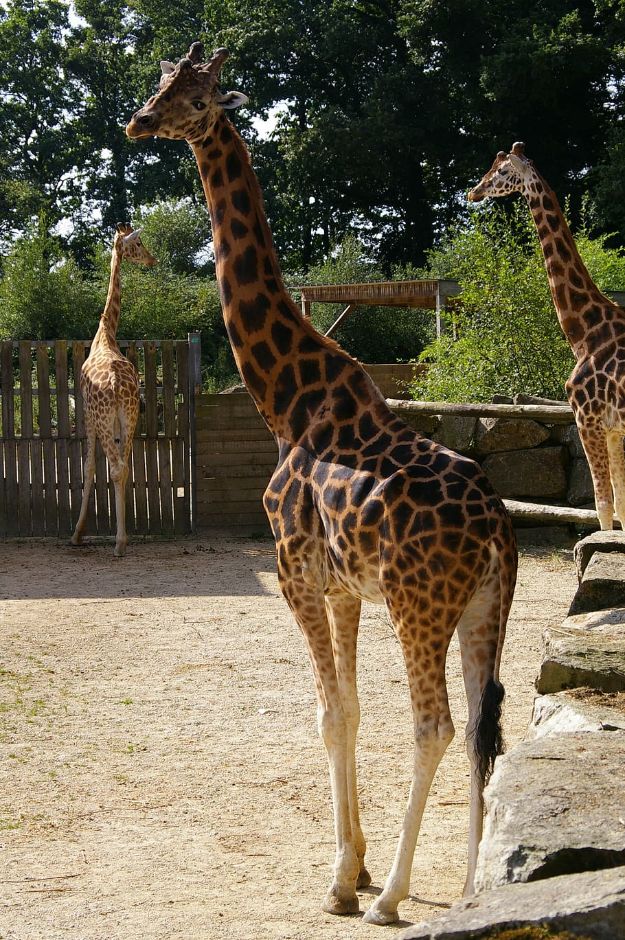 zoo, animals, giraffe, tree, water, park, animal park, nature HD wallpaper