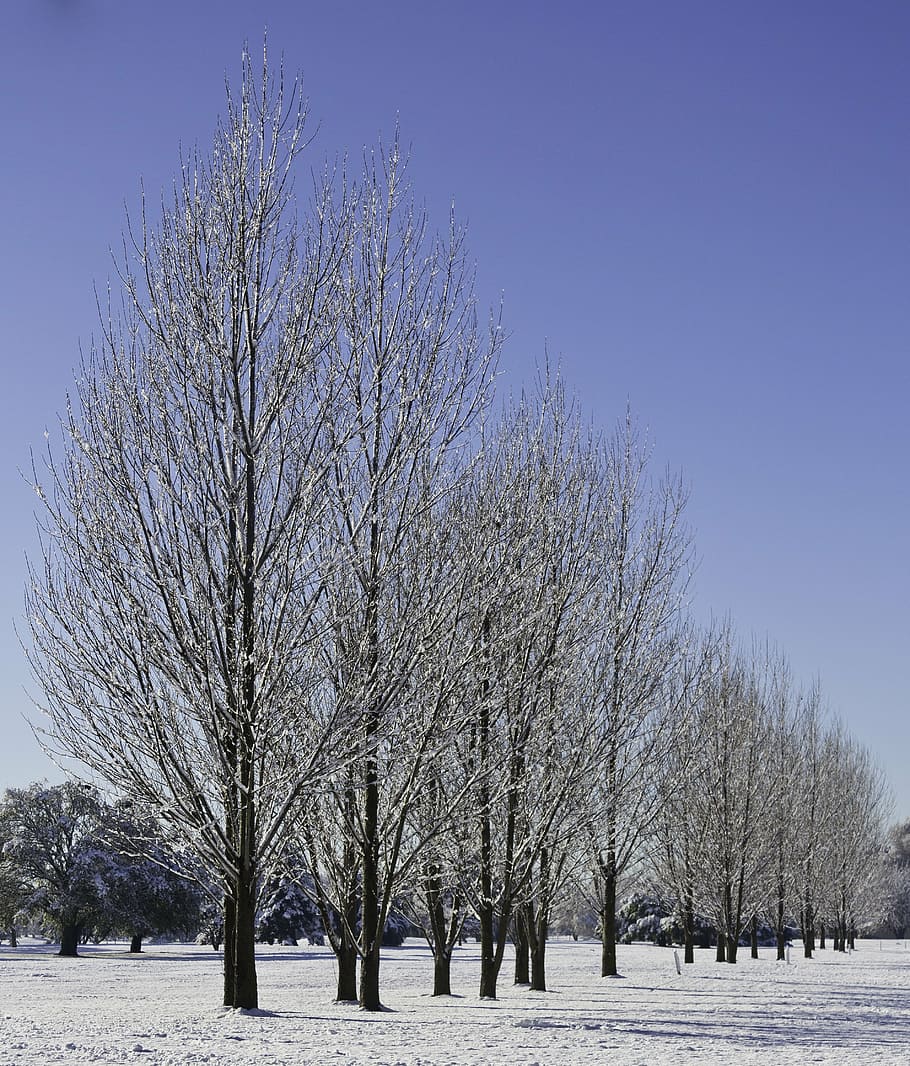 park, tree, nature, environment, forest, landscape, snow, winter HD wallpaper