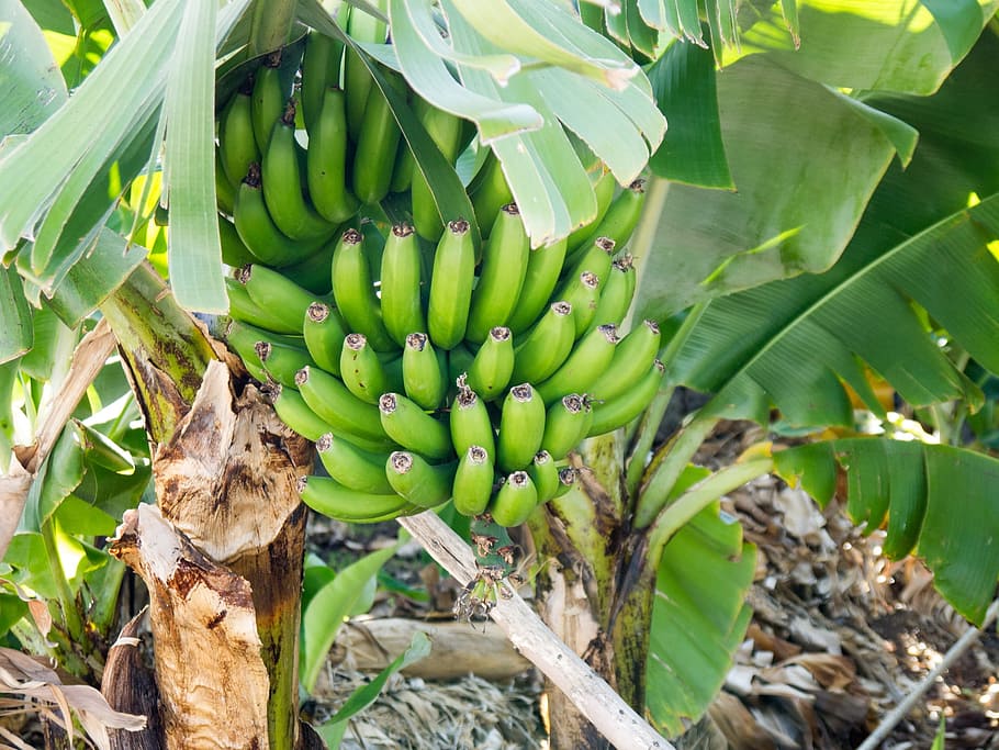 bananas, green, immature, banana shrub, banana tree, banana cultivation, HD wallpaper