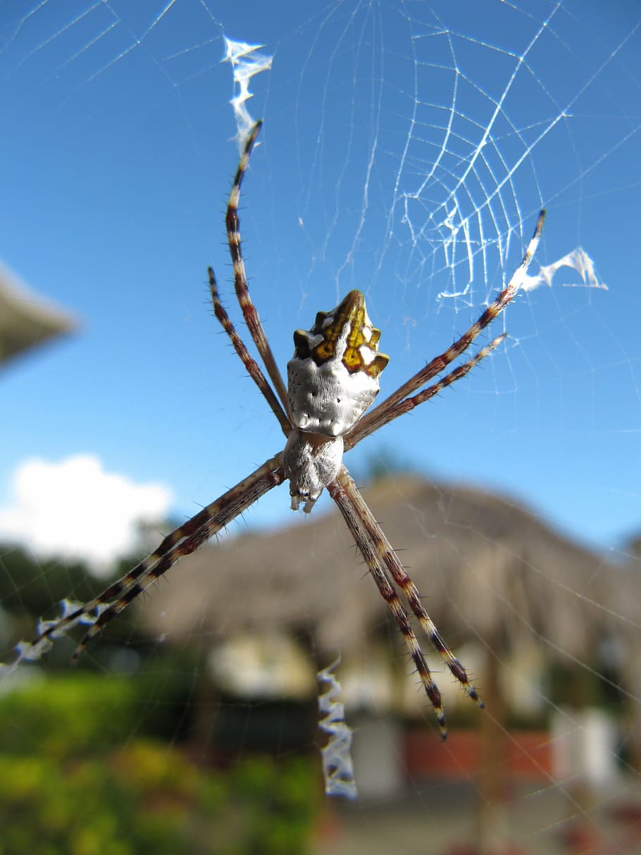 argiope, argentata, spider, spider web, arachnid, fragility HD wallpaper