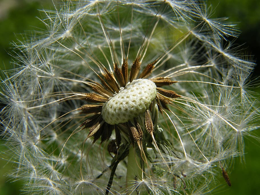 dandelion, fluff, dandelions, flower, medical, seed, flowers, HD wallpaper