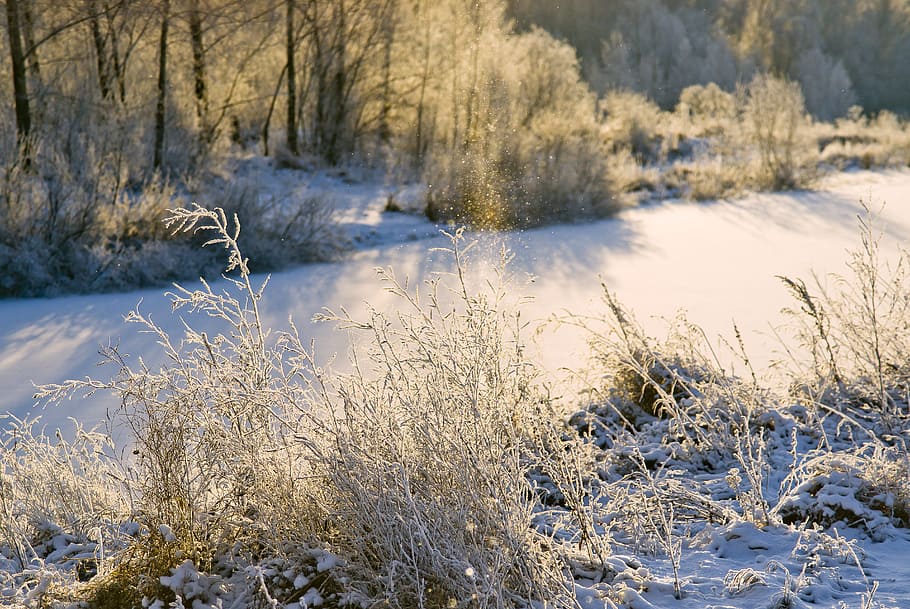 lake, morning, november, winter, landscape, nature, forest, HD wallpaper