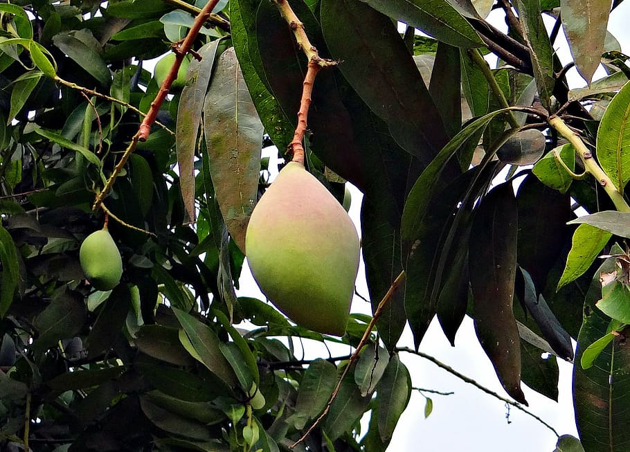 mango, totapuri, high-yield, fruit, tropical, india, healthy eating, HD wallpaper