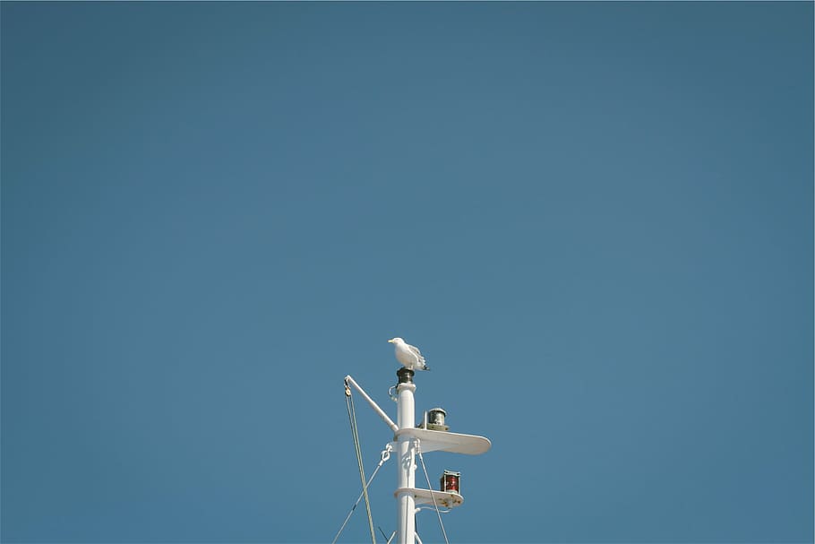 white bird perch on white tower at daytime, top, black, metal, HD wallpaper