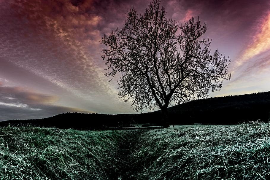 silhouette of bare tree and mountain wallpaper, sky, landscape HD wallpaper