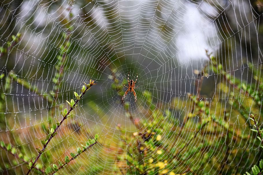 nature, normandy, field, dew, arachnid, morning, canvas, spider web HD wallpaper