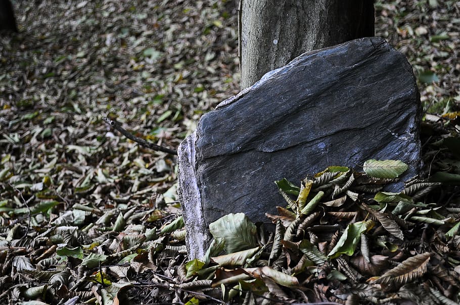 stone, dreary, foliage, plant, tree, wood - material, no people HD wallpaper
