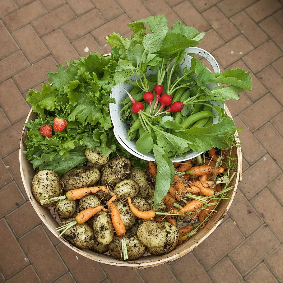 vegetables-harvest-green-food.jpg