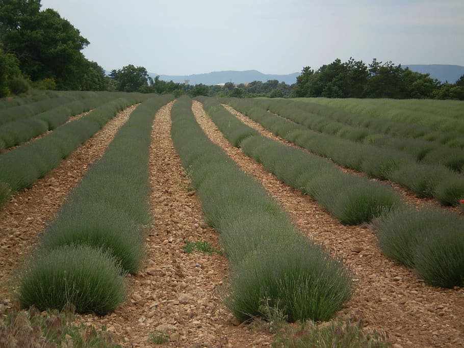 lavender, field, provence, plant, growth, agriculture, landscape HD wallpaper