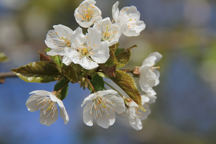 blossom, bloom, white, spring, sun, nature, branch, sky, landscape HD wallpaper