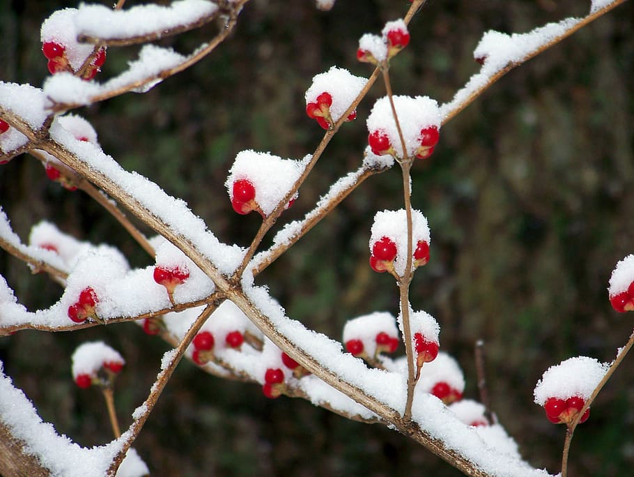 red, berries, snow, winter, nature, christmas, xmas, frost HD wallpaper