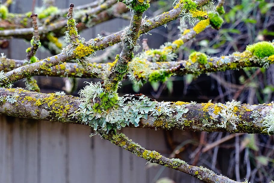 moss, tree branch, branches, winter, nature, plant, growth HD wallpaper