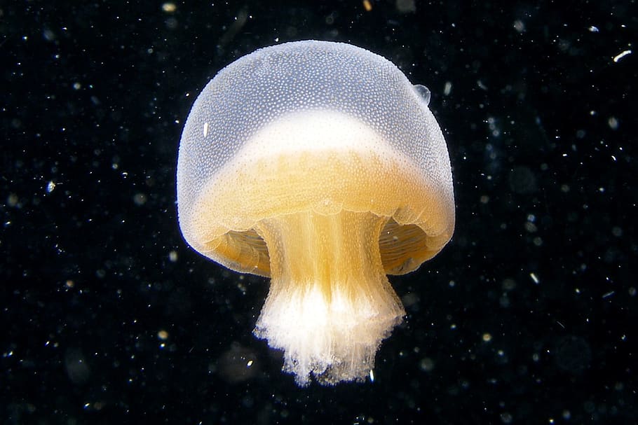 yellow jellyfish swimming underwater, bazinga, rieki, rhizostomeae, HD wallpaper