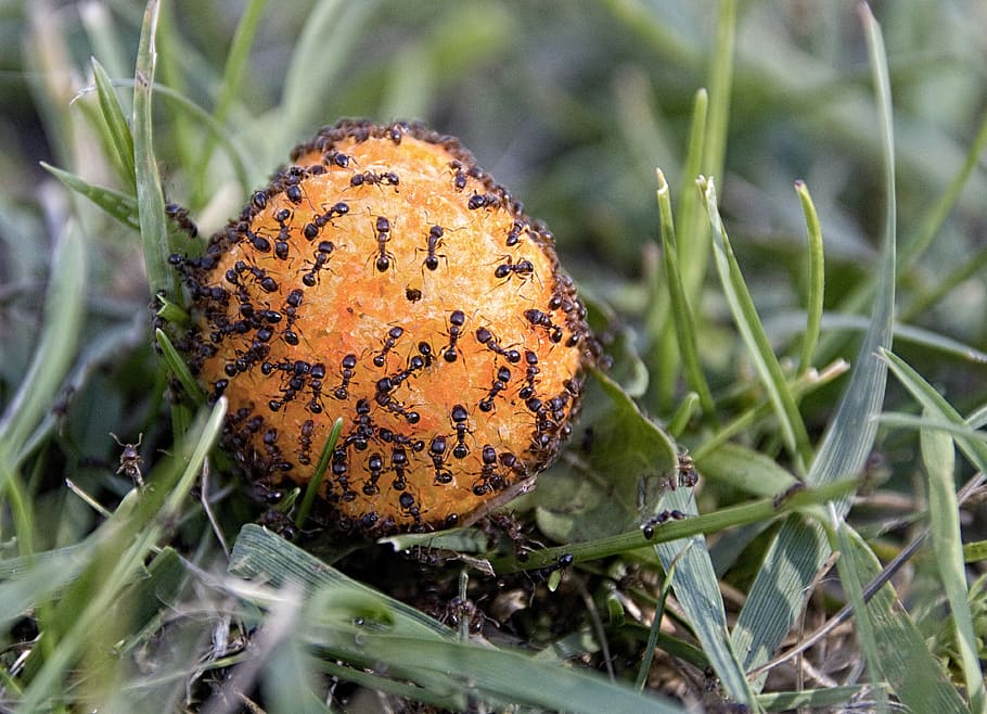 Ants, Macro, cheesepuff, close-up, plant, no people, nature HD wallpaper
