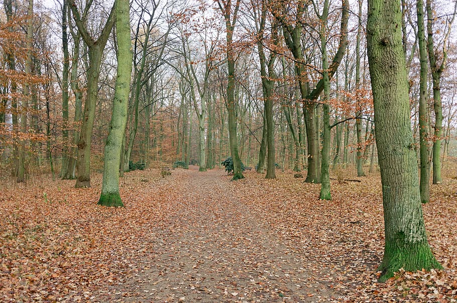 Autumn park, nature, tree, forest, leaf, outdoors, woodland, season HD wallpaper