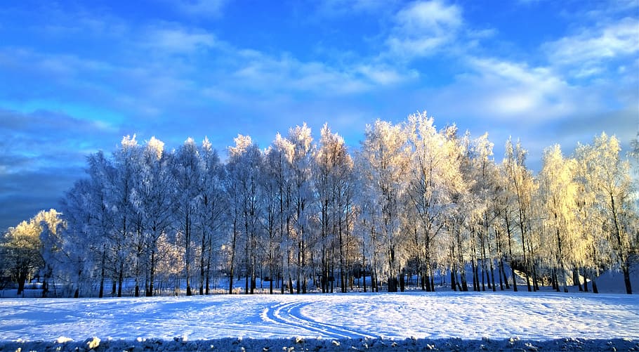 landscape photography of trees during winter, snow, snow landscape