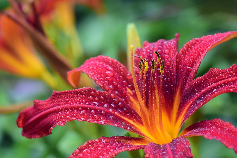 pink petaled flowers with water drops, lily, red, blossom, bloom HD wallpaper
