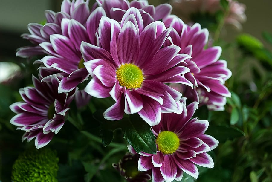 flower, margriet, nature, spring, flowering plant, vulnerability HD wallpaper