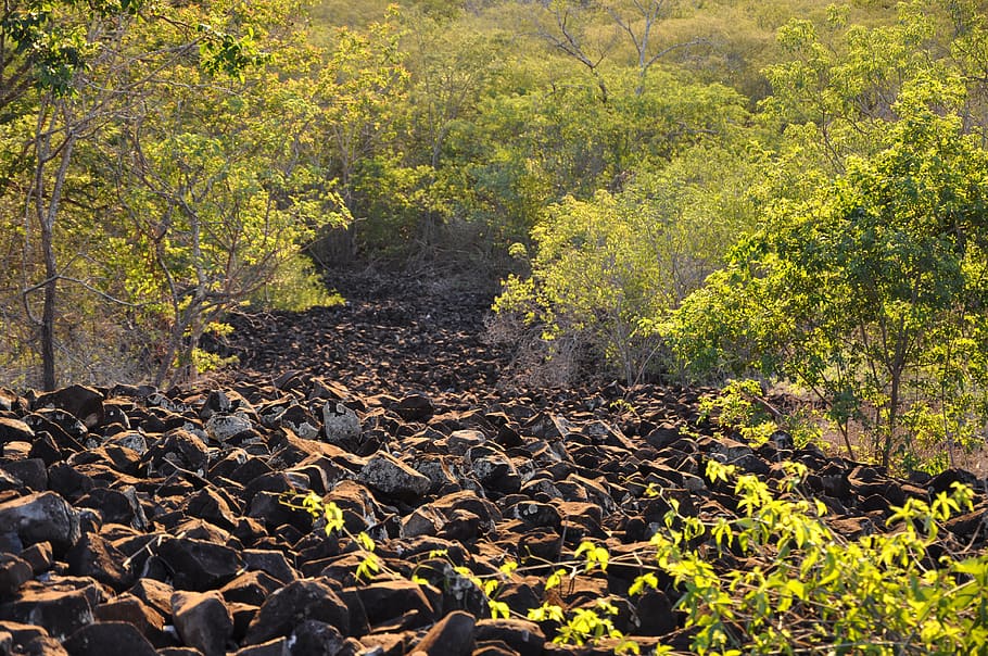 serra, black, source, volcanic, tree, plant, forest, growth HD wallpaper
