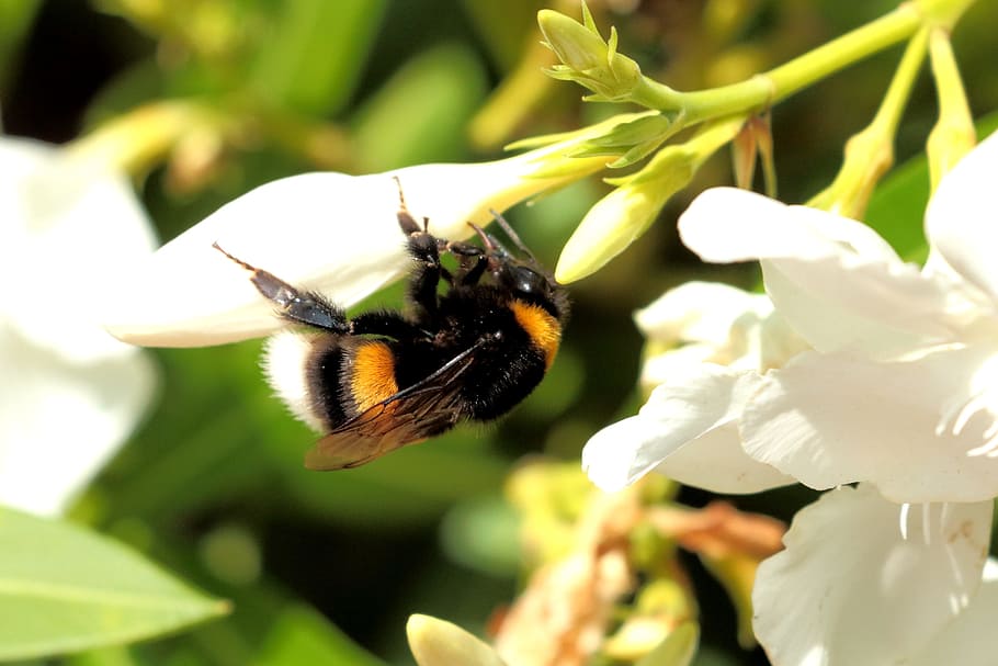 hummel, insect, close, invertebrate, animal themes, animal wildlife HD wallpaper