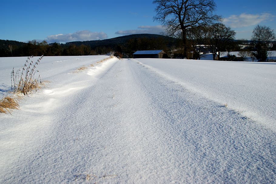 winter, snow, frost, cold, frozen, nature, landscape, wintry HD wallpaper