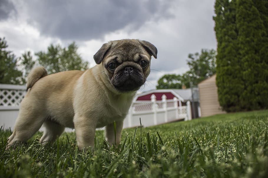 fawn pug, Puppy, Animal, Pet, Dog, storm, breed, happy, small, HD wallpaper