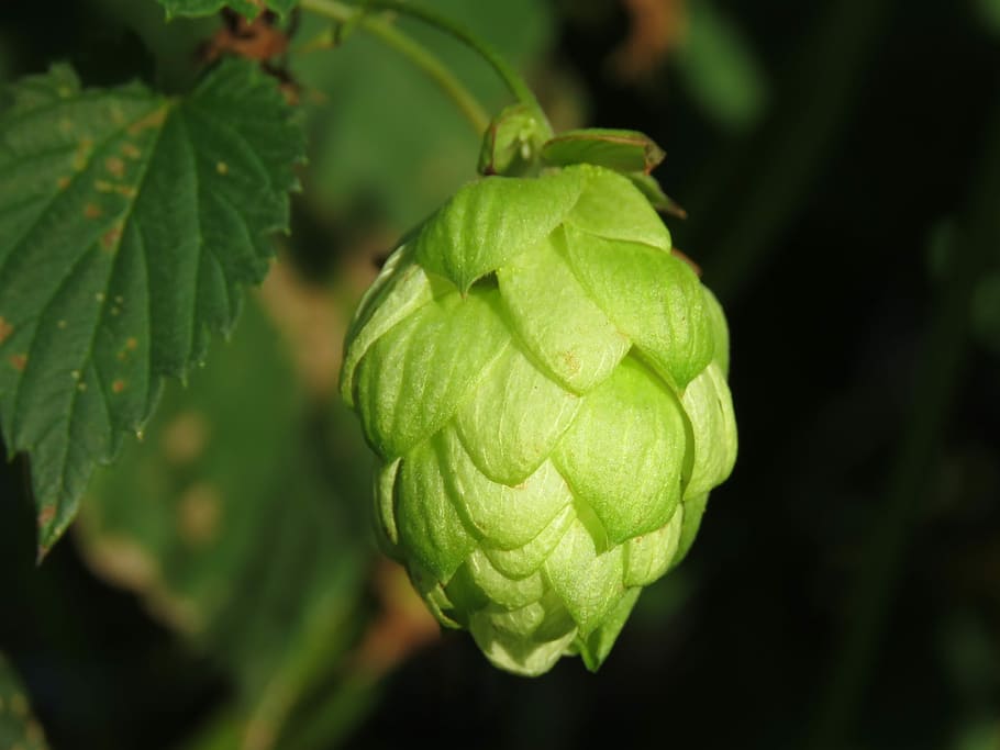 green fruit on trunk, hops, leaf, nature, food, plant, food and drink HD wallpaper