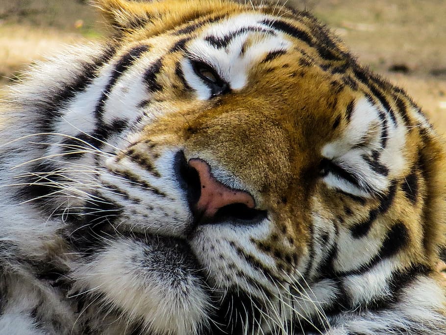 tiger sleeping, head, cat, close, eyes, tired, rest, zoo, relaxation HD wallpaper